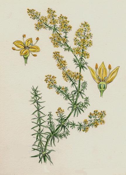 bedstraw reale