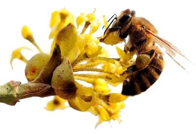 ošetření včelího pylu