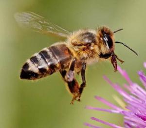 Pszczoła primor, aplikacja