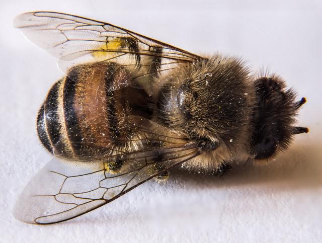 Пчеларната основа в народната медицина