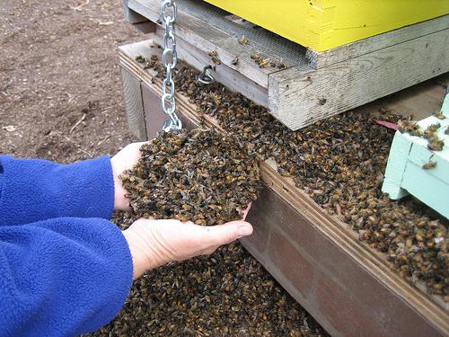 Како узимати пчелу