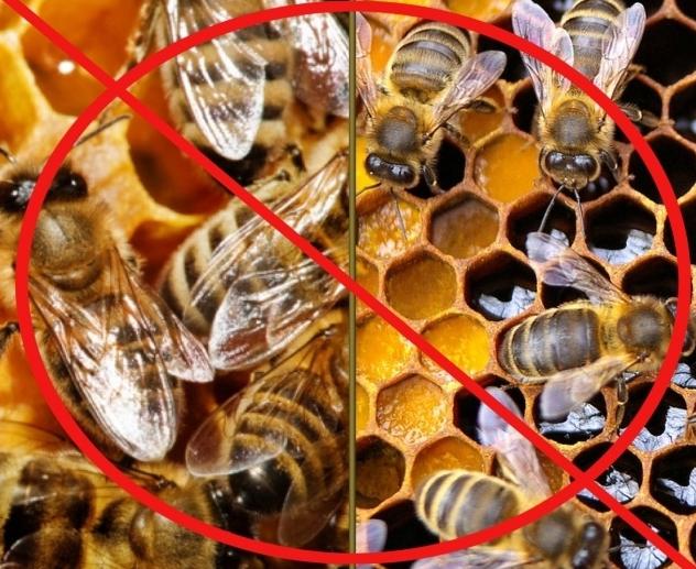 trattamento con cera d'api