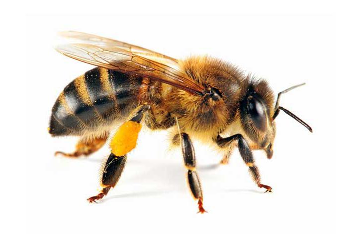 структура пчела