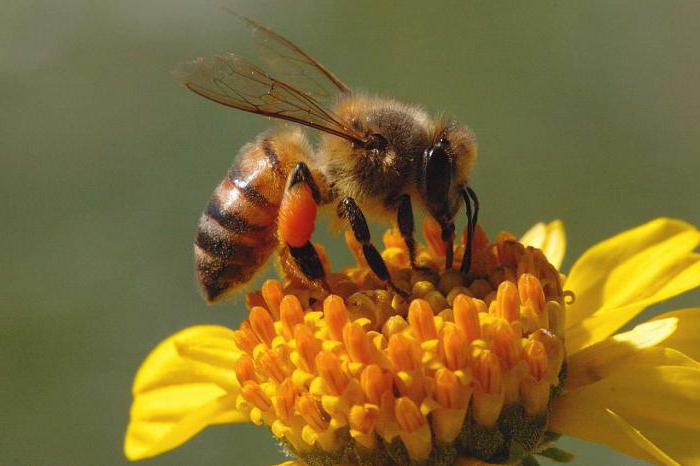 медоносна пчела