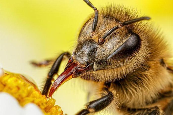 структура ногу радне пчеле