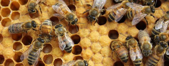 външна структура на пчела