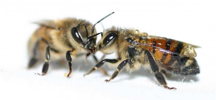 struktura pčelinjih tijela