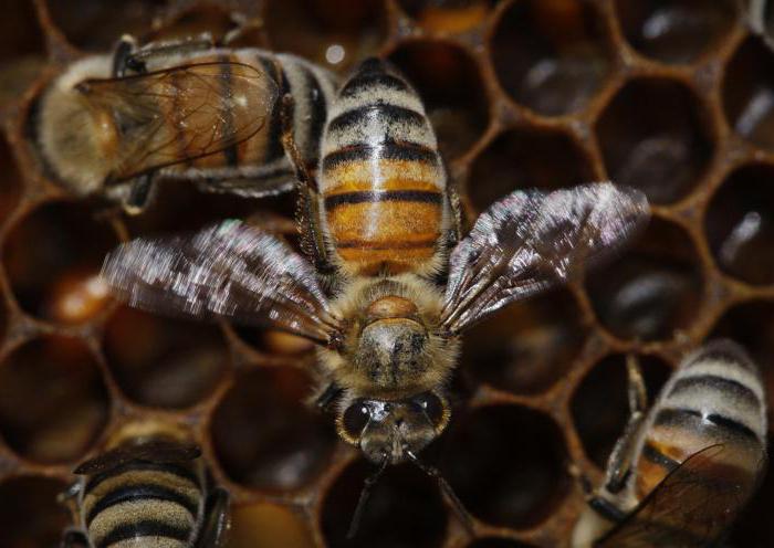 jak včely sbírají pyl