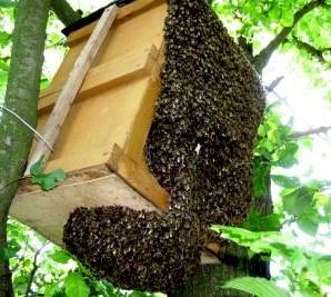 pułapka na pszczoły