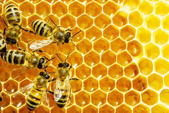 včelích výrobků a jejich přínosů