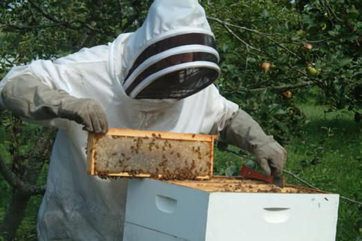 čebelarstvo kot podjetje