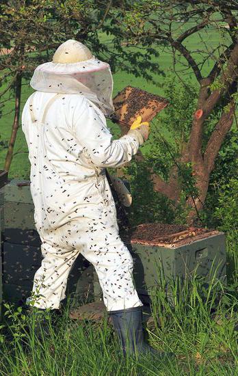 včelařství pro začátečníky