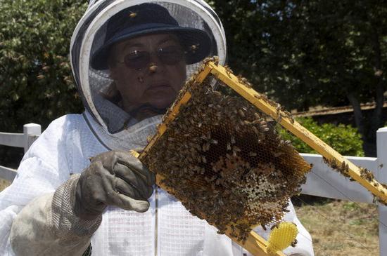 metody včelařství