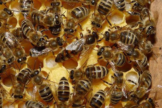 čebelarstvo kje začeti