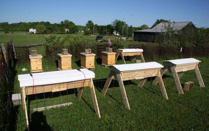 Пчеларство за почетнике: одакле почети