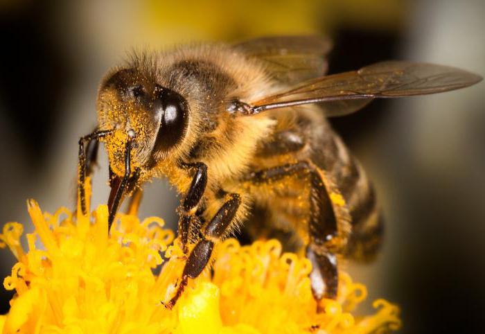 Пчеларство за начинаещи