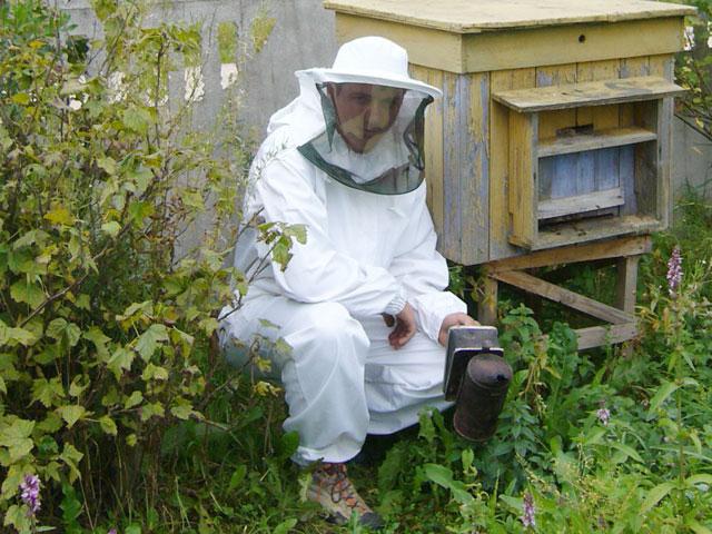 kako začeti čebelarjenje iz nič