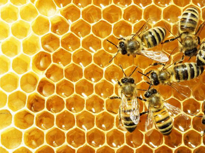 почетак пчеларства