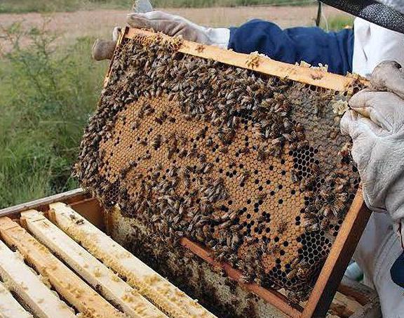 inizio dell'apicoltura