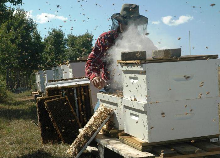 pszczelarstwo, od czego zacząć początkujący