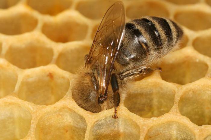 как да започнем пчеларството от нулата