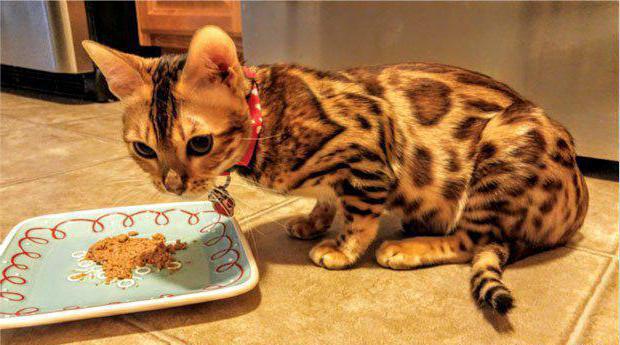 Quante volte per dare da mangiare a un gattino bengala