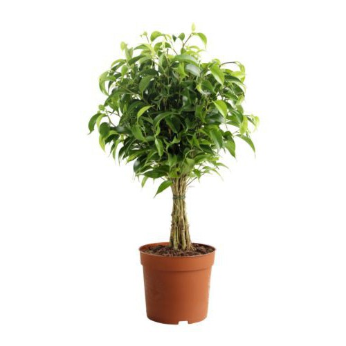 Ficus benjamine cura a casa