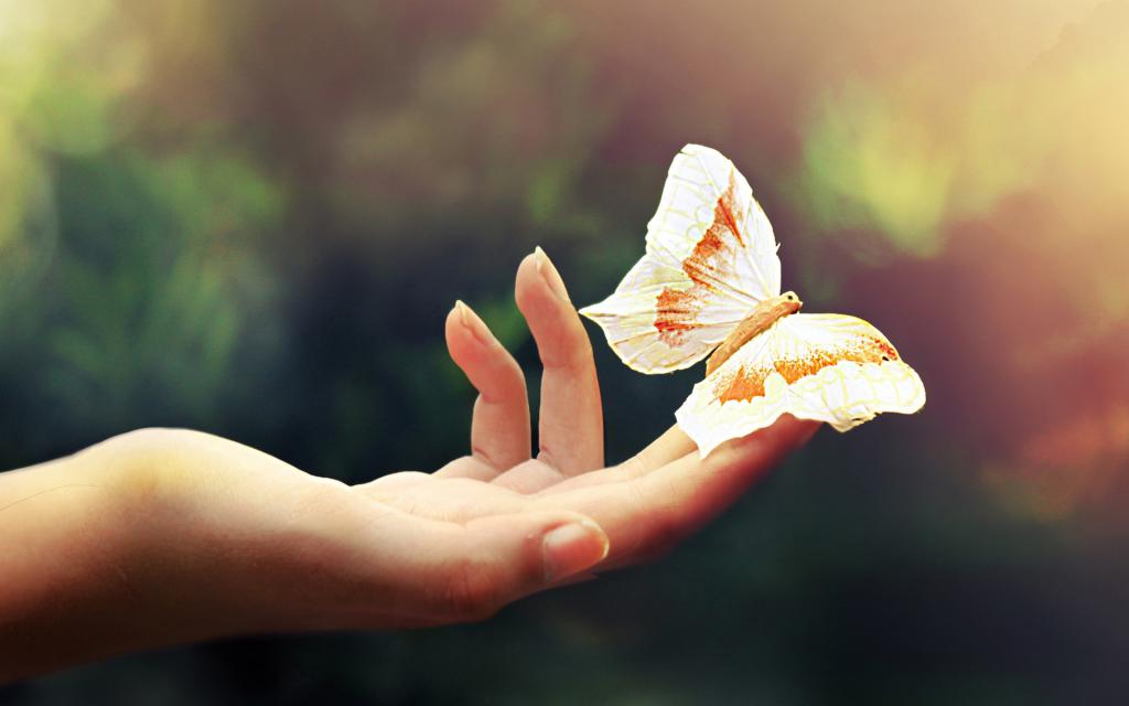 motýl na dlani
