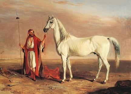 cavalli arabi