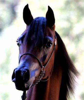 foto di cavallo arabo