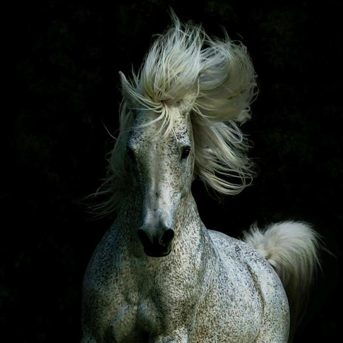 veličastna lepota arabskih konjev na fotografiji