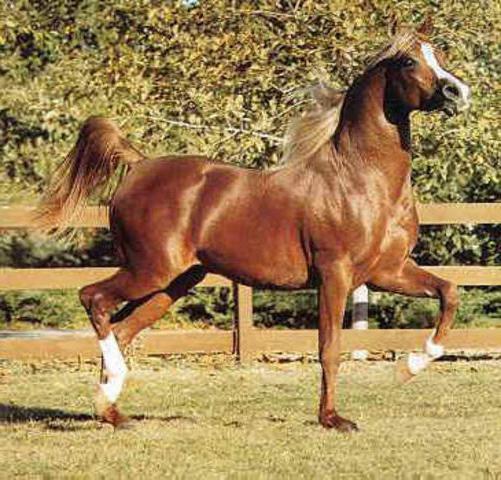 čistokrevný arabský kůň