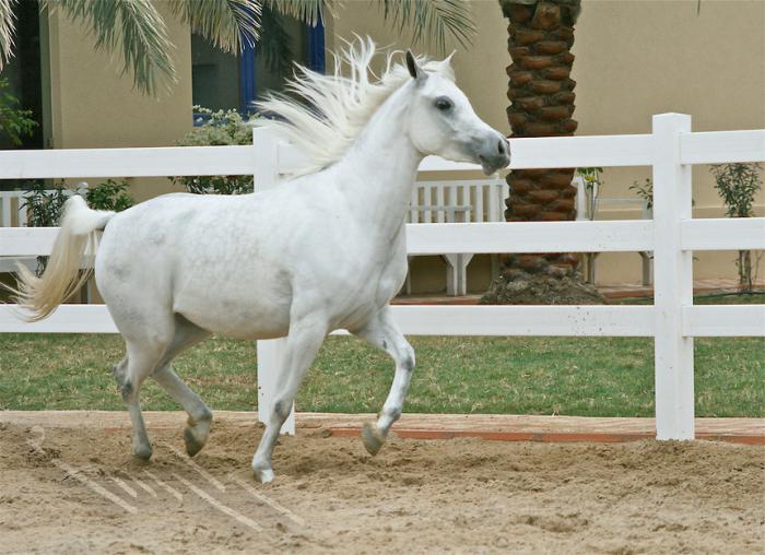 Arapski krvni konj