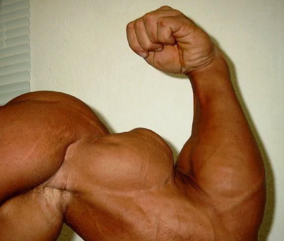 ramię ścięgna bicepsa