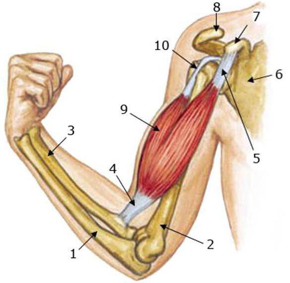 мускулите на бицепса, свързани с костите
