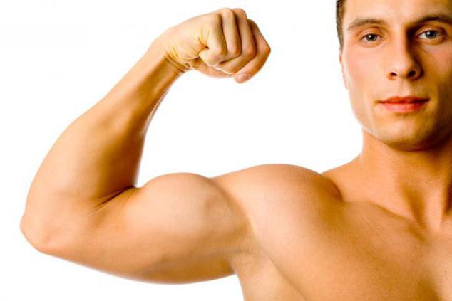 funzione del muscolo bicipite