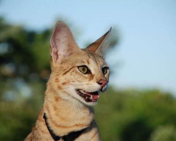 mačka pasmine savana fotografija