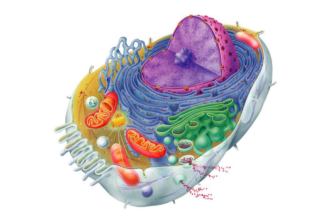 biosystem komórek