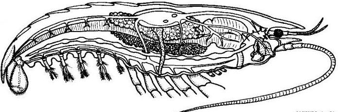 caratteristiche della struttura del gambero