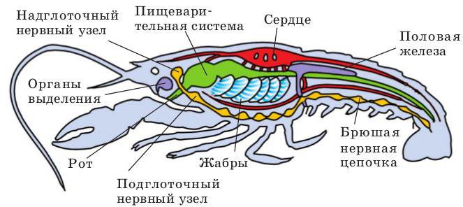 struktura korýšů podle příkladu raka