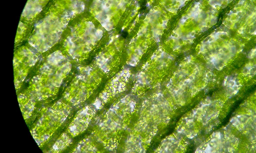 Buňky pod mikroskopem