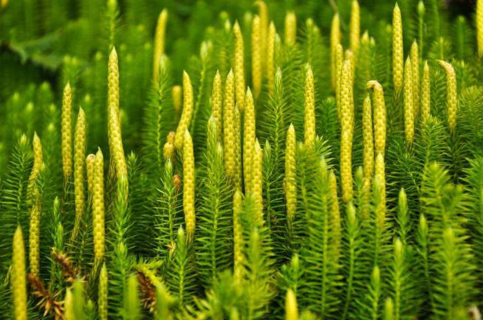 horsetails moss ferns