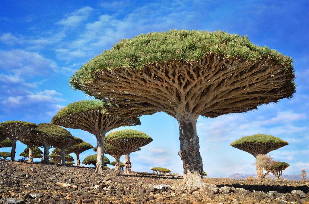dracaena nella riserva dello Yemen