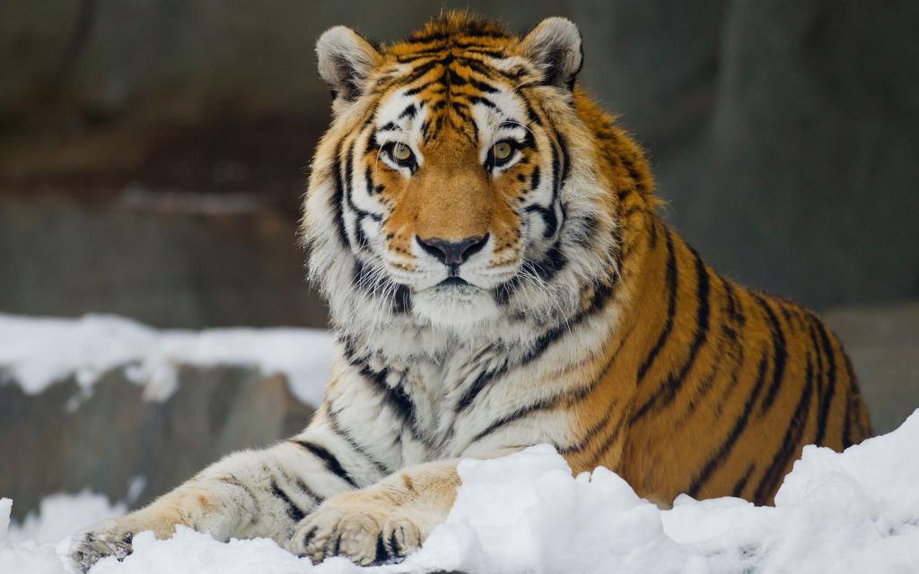 Amur tygr