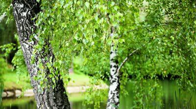 breze brsti koristne lastnosti in kontraindikacije