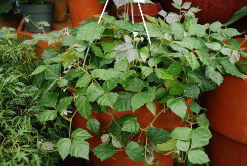 домашни растения бреза сухи листа