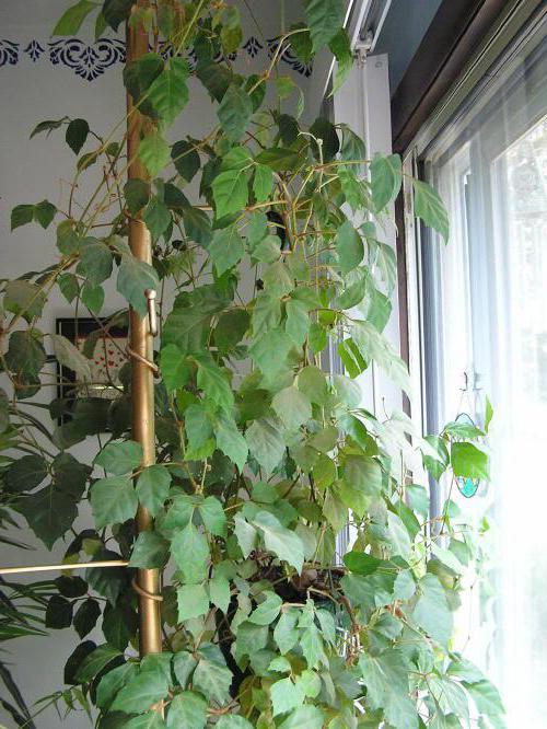 roślina doniczkowa brzozowa, czy można trzymać w domu