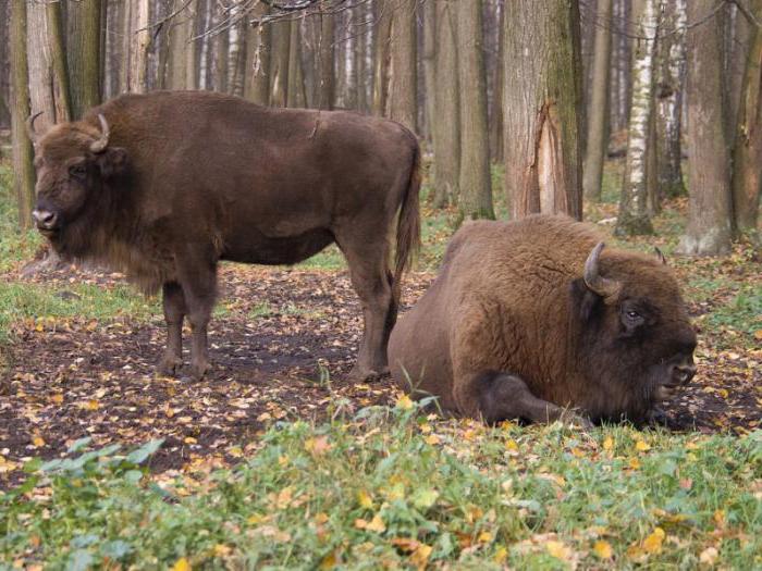 serpukhovská bizonová rezervace