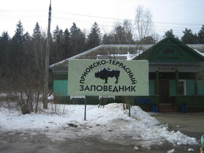 riserva terrazzata di serpukhov prioksko con bisonti
