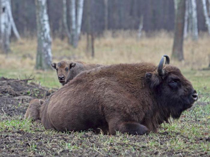 Bison Reserve a Serpukhov